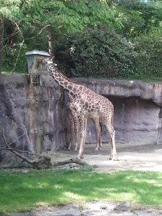 Oregon Zoo giraffe